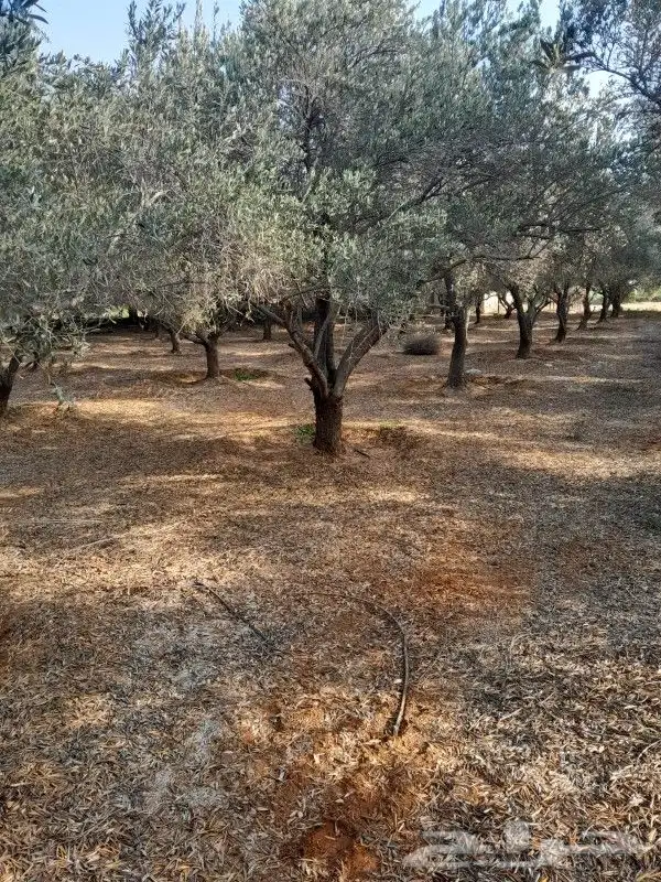 جميع اعمال النخيل والاشجار 0