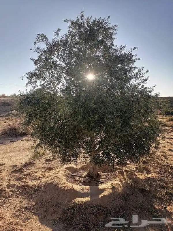 اشجار زيتون 6