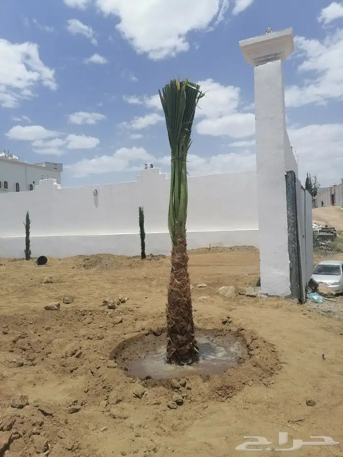 نخل متواجد في الجنوب 3