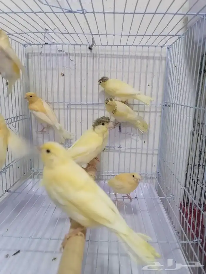 فروخ فرخ كناري سوري 4