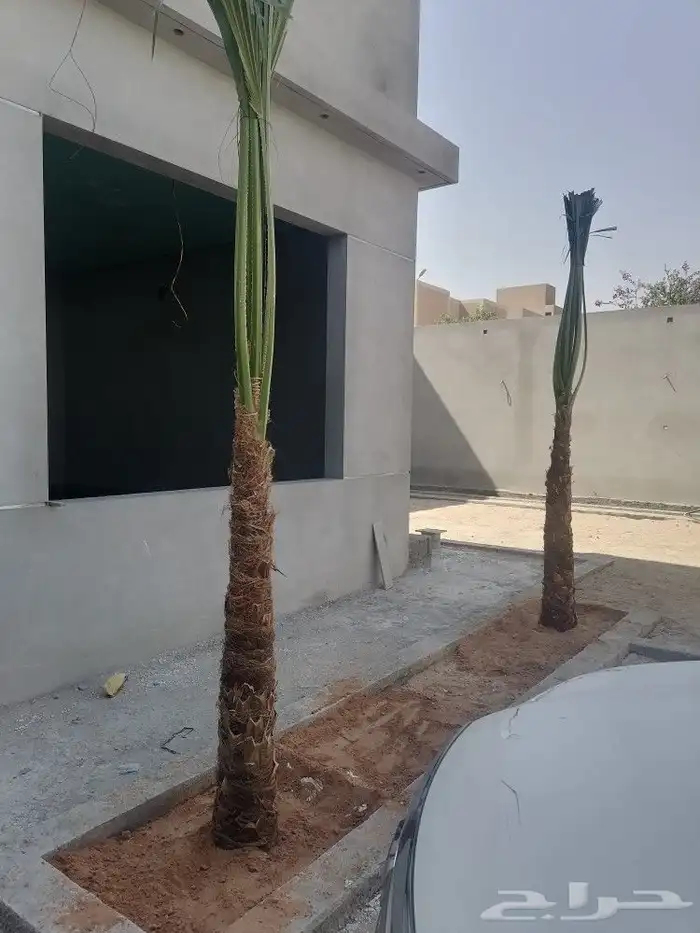 نخل متواجد في الجنوب 1