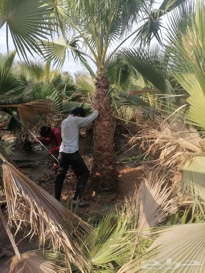 نخل متواجد في الجنوب 0