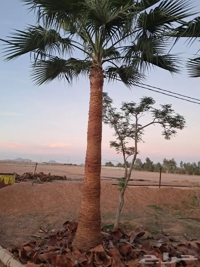 جميع اعمال النخيل والاشجار 4