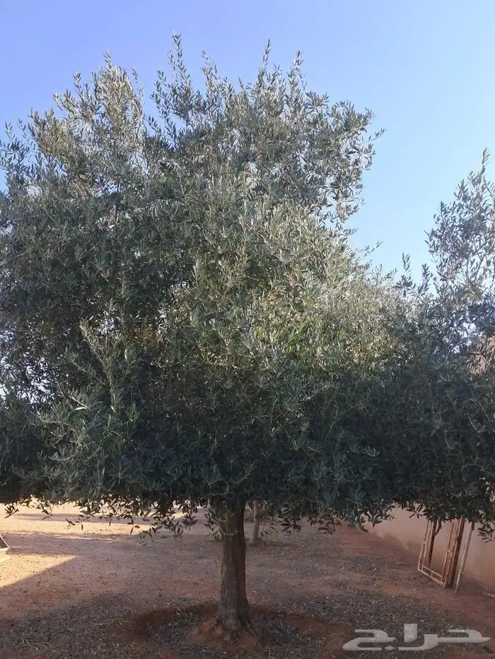 جميع اعمال النخيل والاشجار 5