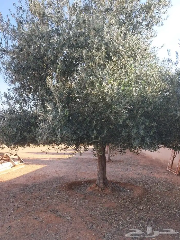 جميع اعمال النخيل والاشجار 6