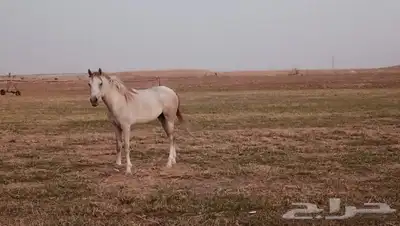 خايل للبيع شعابي 0