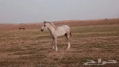 خايل للبيع شعابي 1