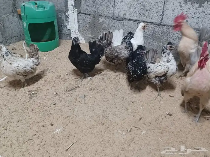 للبيع دجاج عربي بياض 1