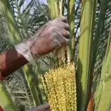 لقاح نخل مضمون وناجح ..مشتلنا يوفرلك كل ال تحتاجه 6