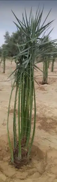 نخل مثمر للبيع 0