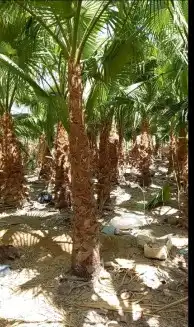يوجد لدينا حمضيات وأشجار زيتون يوسف فندي برتقال ليمون تين 8