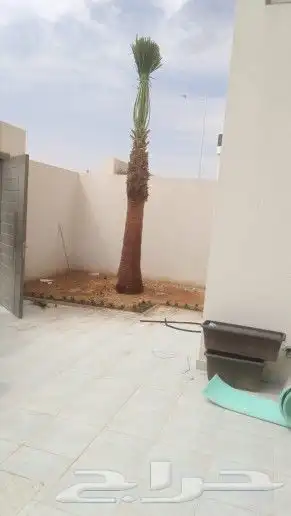 نخل واشنطونيا 0