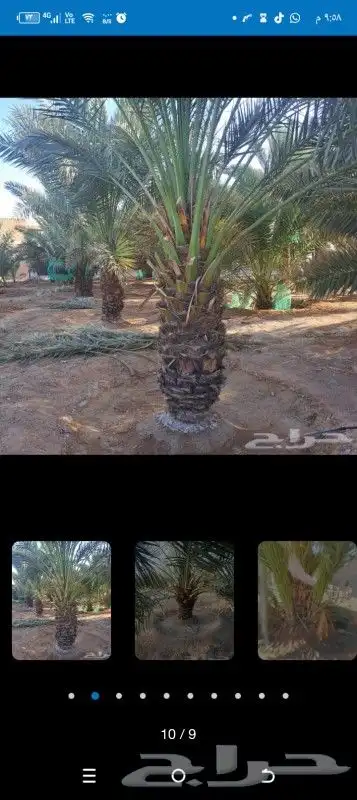 يوجد لدينا جميع أنواع النخيل 8