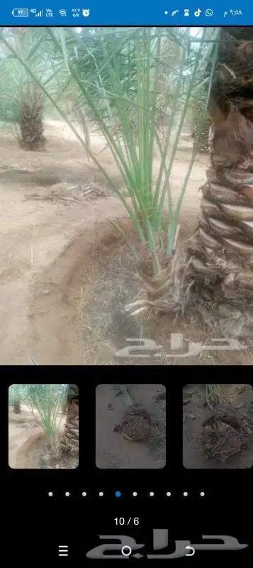 يوجد لدينا جميع أنواع النخيل 9