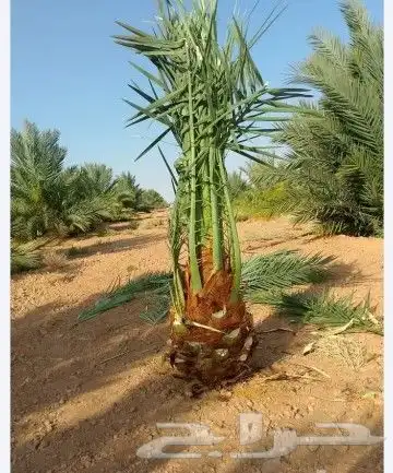يوجد لدينا جميع أنواع النخيل 5
