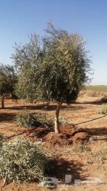 يوجد لدينا حمضيات وأشجار زيتون يوسف فندي برتقال ليمون تين 1