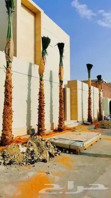 نخل واشنطونيا 5