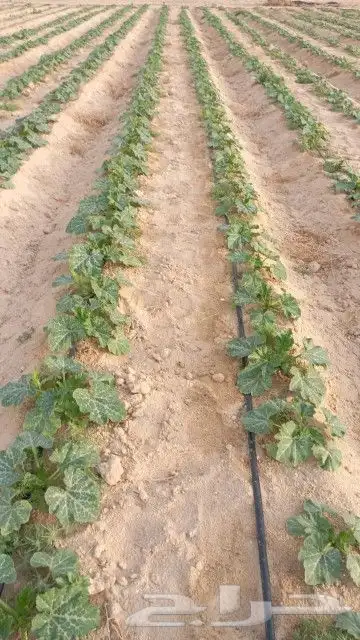 تأسيس مزارع 8