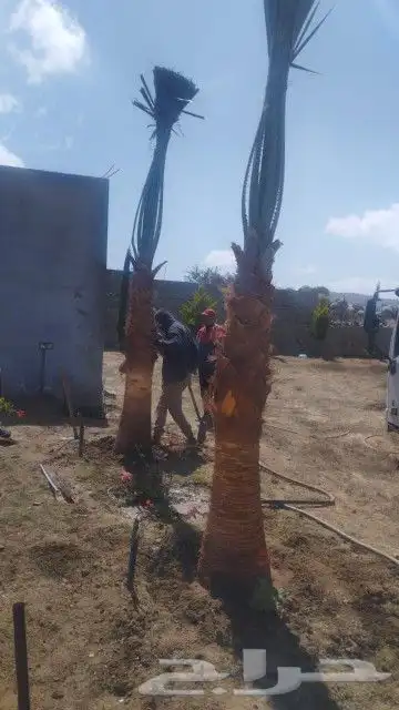 نخل واشنطونيا 2