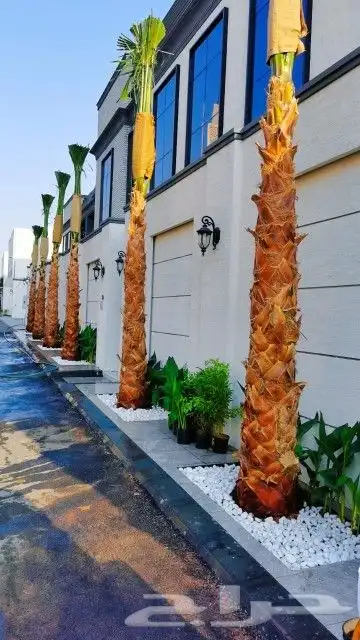 نخل واشنطونيا 4