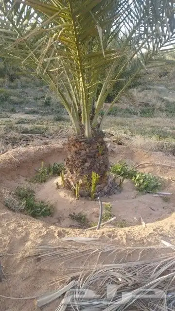 يوجد لدينا جميع أنواع النخيل 4