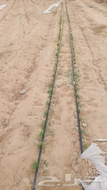 تأسيس مزارع 6