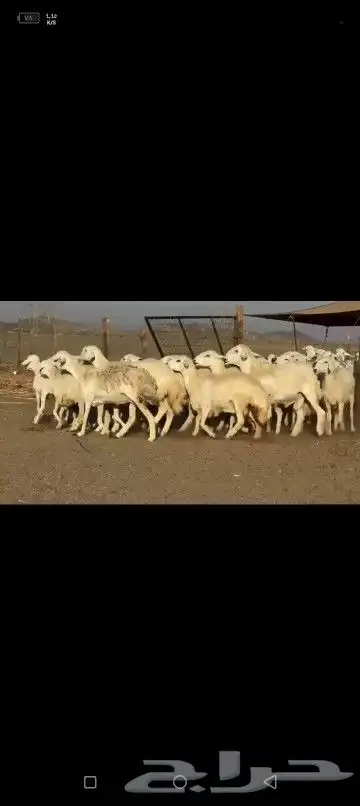 غنم حريات جنب دفيع ومفاصيل علي ولاد عددها 51 9