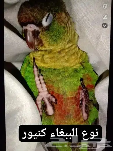ببغاء كنيور بسعر مغري جدا جدا _اليف وهدد ومتكلم_VIP 5