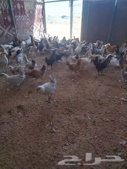للبيع فروخ دجاج 4