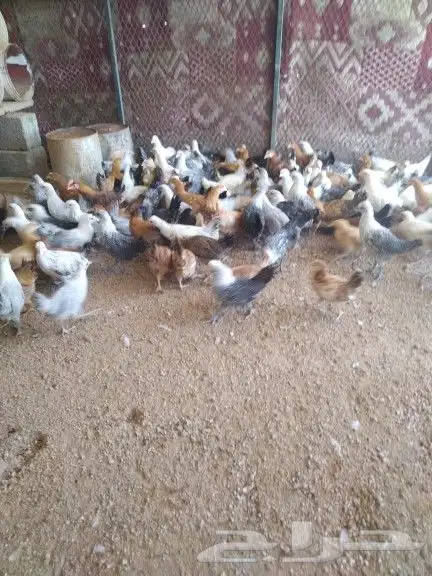 للبيع فروخ دجاج 5
