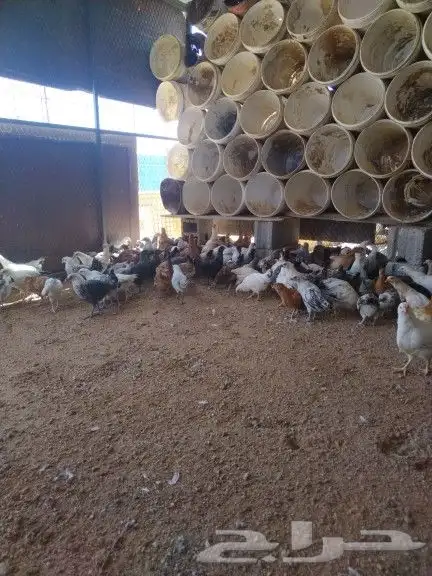 للبيع فروخ دجاج 2