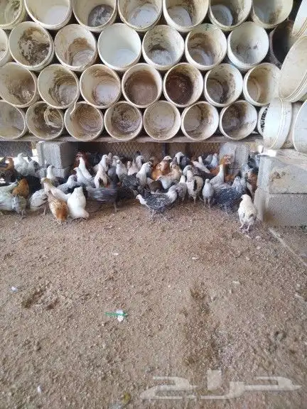 للبيع فروخ دجاج 1