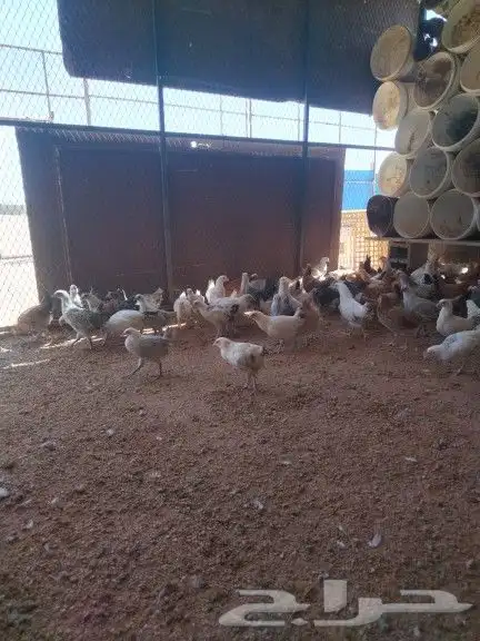 للبيع فروخ دجاج 3