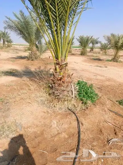 يوجد لدينا جميع أنواع النخيل 7