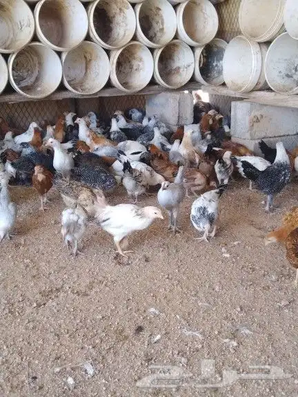 للبيع فروخ دجاج 6