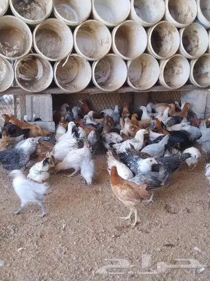 للبيع فروخ دجاج 7