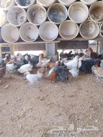 للبيع فروخ دجاج 0