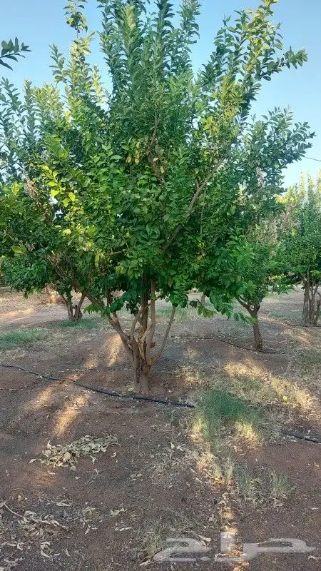نخل واشنطني ونخل عربي واشجار حمضيات 7