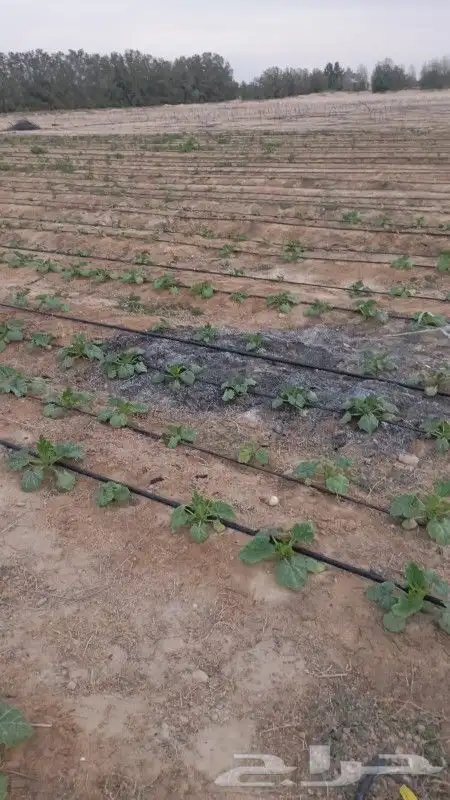 تأسيس مزارع 3