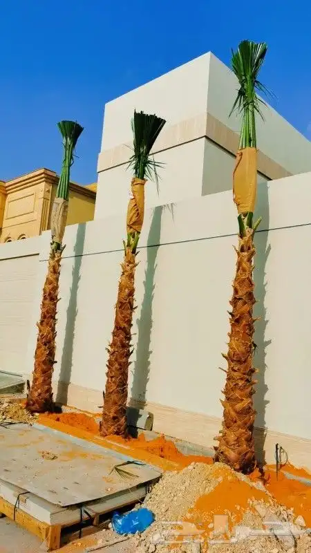 يوجد لدينا حمضيات وأشجار زيتون يوسف فندي برتقال ليمون تين 7