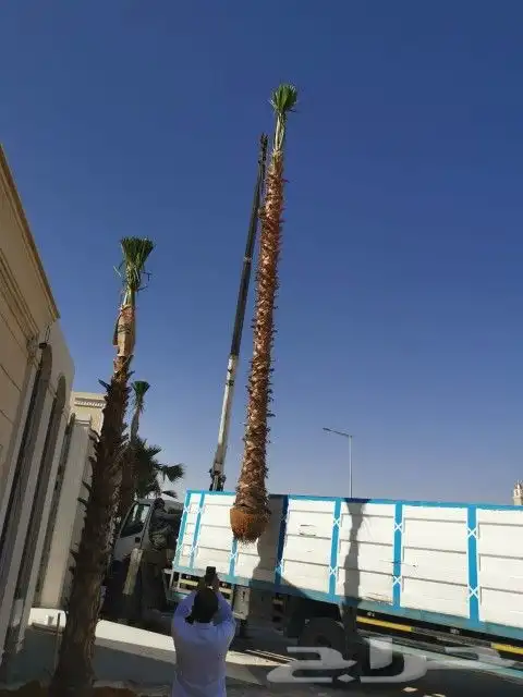 نخل واشنطونيا 6