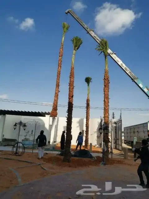 نخل واشنطونيا 8