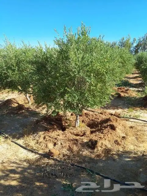 يوجد لدينا حمضيات وأشجار زيتون يوسف فندي برتقال ليمون تين 6