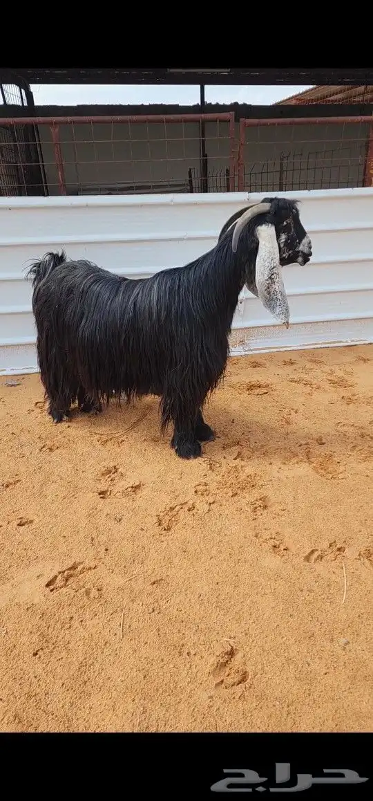 عنز عارضيه متبع خصصم 0