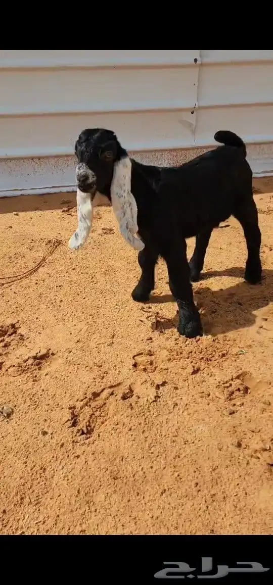 عنز عارضيه متبع خصصم 1