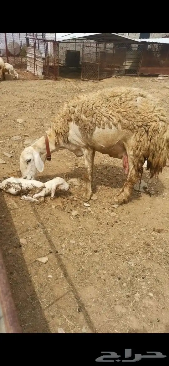 نعجة صنف تم البيع تم البيع 2