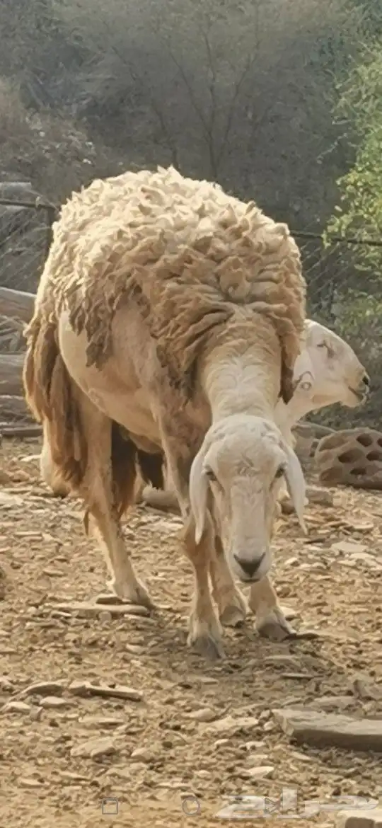 نعجة صنف تم البيع تم البيع 0