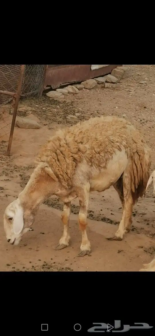 نعجة صنف تم البيع تم البيع 1