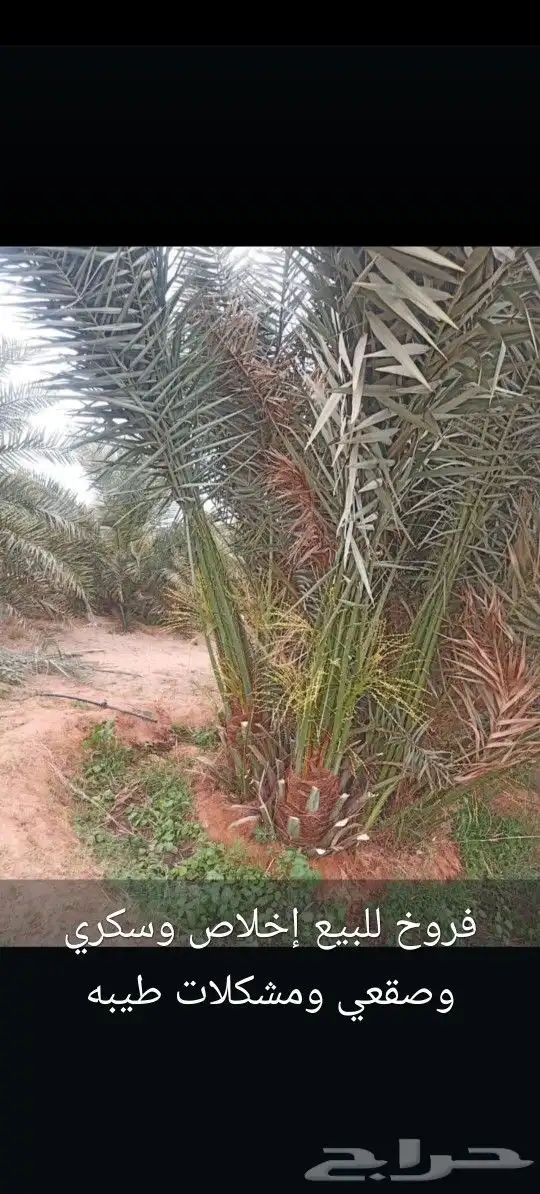 يوجد لدينا جميع انواع النخيل لتواصل 9