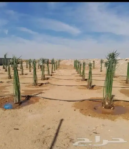 يوجد لدينا جميع انواع النخيل لتواصل 2